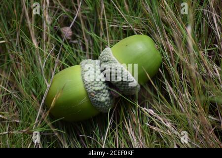 Pair of immature acorns Stock Photo