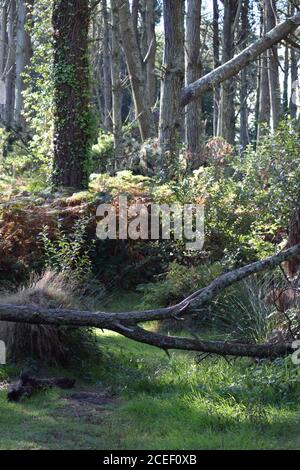 fallen branches in woodland Stock Photo