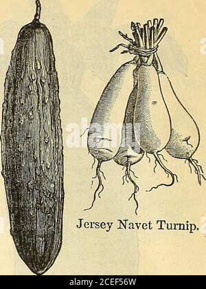 . Annual circular and retail catalogue of warranted vegetable and flower seeds. Jersey Navet Turnip. Stock Photo