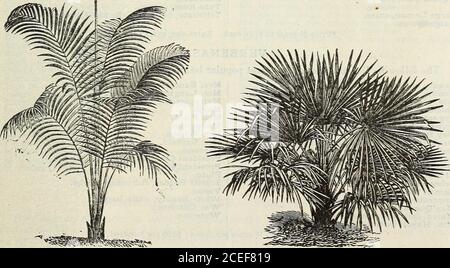 . John Saul's Washington nurseries catalogue of plants for the spring of 1888. KENTIA.. ARECA LUTESCENS. CHAMCEROPS EXCELSA. *Kentia Australis, of exceedingly graceful habit,the leaves being pinnate, finely divided andelegantly arranged, and of a beautiful dark green $1.00, $1.50 to 2 50 *Fosteriana, in habit somewhat resembling thepreceding species, but more robust in its habitand growth,and thoroughly distinct; the leavesare broader in all their parts and darker incolor $1.00, $1.50 to 2 50 *Latania Borbonica, leaves large, fan-shaped,with pendant marginal segments, bright greentint, one of