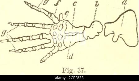 . Principles of zoölogy : touching the structure, development, distribution, and natural arrangement of the races of animals, living and extinct with numerous illustrations : Part 1, Comparative physiology : for the use of schools and colleges. Fig. 36.Stouter, the carpal bones are less numerous, and the fingersare short, and armed with strong, retractile claws. In thewhale, (Fig. 37,) the bones of the arm and fore-arm aremuch shortened, and very massive; the hand is broad, thefingers strong, and distant from each other. Stock Photo
