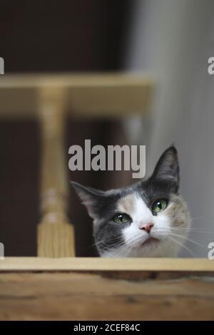 From below shot of adorable cat lying under railing on staircase at home Stock Photo