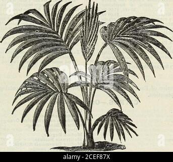 . John Saul's Washington nurseries catalogue of plants for the spring of 1888. 0 to 2 50 =^Macrozamia Denisoni (Peroffskyana), long,graceful pinnated leaves, very beautiful Palm ♦Spiralis, a grand Australian Cycad; theleaves are pinnate, the segments being linear.It is a remarkably fine and elegant plant, theleaves being composed of from 45 to 50 pairs ofsegments or pinnae OF NEW, RARE AND BEAUTIFUL PLANTS. 55 Each. *Jubea Spectabilis, leaves pinnate, deep green, a fine Palm , 50 cts. to 1 00 *Kentia, Belmoreana, this fine Palni is a vahi-able addition to our collections; its leaves arepinnate