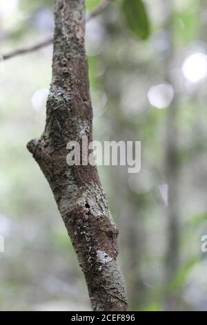 Invisible bark gecko on thin tree trunk on blurred background of jungle Stock Photo