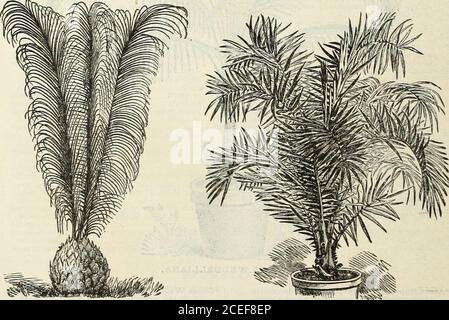 . John Saul's Washington nurseries catalogue of plants for the spring of 1888. PRITCHARDIA FILAMENTOSA. LATANIA BORBONICA.. MACROZAMIA. PHCENIX RECLINATA. *Carypha (Livistonea) Australis, a fan-leavedPalm of great beauty. Being of robust con-stitution, it withstands without injury a lowtemperature; it is well suited for the decora-tion of apartments. The fan-like leaves aredark green, supported upon brown petioles,which are armed at their edges with stoutspines 25 cts., 50 cts., $1.00 to 2 50 =^Macrozamia Denisoni (Peroffskyana), long,graceful pinnated leaves, very beautiful Palm ♦Spiralis, a