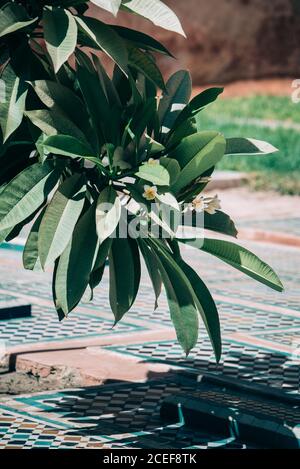 Moroccan tile mosaic building architecture design Stock Photo