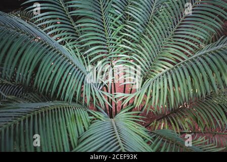 Palm tree in a beautiful garden Stock Photo