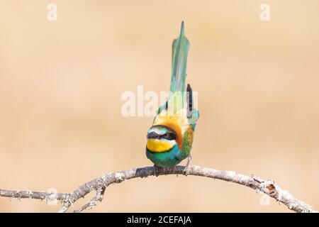 Beautiful European bee-eater sitting on thin twig of tree on cream background Stock Photo