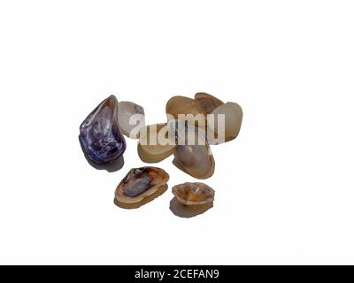 Group of seashells isolated on a white background Stock Photo
