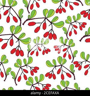 Branch with leaves and ripe barberry berries,white background. Stock Vector