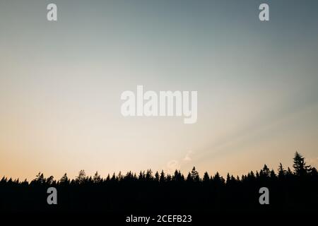 Beautiful sunset over the mountain pine forest Stock Photo