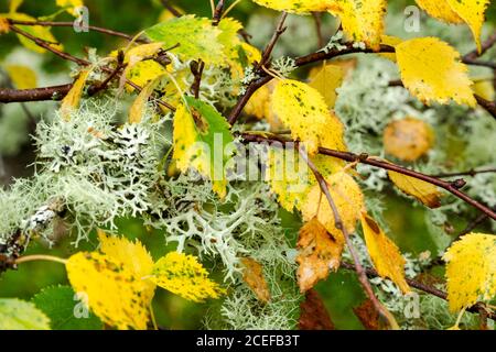 Silver birch (Betula pendula) woodland late summer - early autumn detail view showing leaves turning from green to yellow Stock Photo