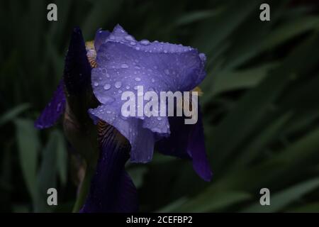 water drops on a purple iris flower Stock Photo