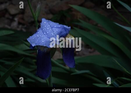 water drops on a purple iris flower Stock Photo