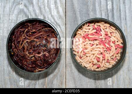 Fly larvae and compost worms in open fishing boxes on a wooden rustic background. Stock Photo