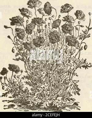 . Steckler's seeds : 1922. ite, roseand other colors. Excellent for bedding. IiOBBZiIA Erinus.—Lobelia.—A verygraceful plant with white and blue flow-ers. Half foot. October till March. MATHIOIiA Annua.—Ten Weeks Stocks.Large flowers of all colors, from white todark blue or crimson. Should be sown inpots or pans, and when large enoughtransplanted into rich soil. One and aquarter feet. October till March. MIBABIIiIS Jalapa.—Four OClock orMarvel or Peru.—Flowers of various colors.Three feet. February till June. 5c. and10c. packets. MYOSOTIS Palnstris.—Forget-Me-Not,—A flne little plant, with sma Stock Photo
