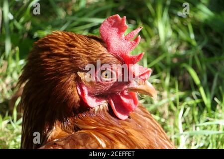 Head of a hen in the sun, closeup Stock Photo