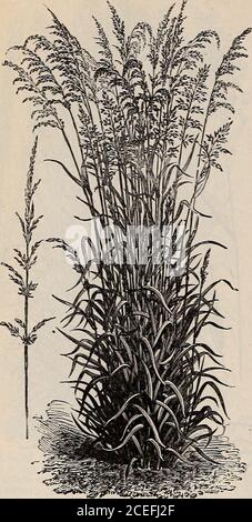 . Turn over a new leaf and be convinced that W.W. Rawson & Co.'s seeds are true to name / W.W. Rawson & Co.. Farm Seeds Various Leaved Fescue (Festuca heterophylla). — A rather slender Europeangrass, 2 to 2 ft. in height, very narrow, radial leaves. It is a perennial, pre-ferring a rather mild climate, and grows naturally in open woodlands or alongtheir borders. It makes its best growth on low lying lands which are not toodry, but on good soil it withstands very well protracted periods of drought.Owing to the great production of fine root leaves, this species makes a goodbottom grass and as th Stock Photo