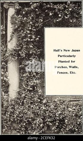 . Revised, illustrated and descriptive catalogue of fruit and ornamental trees shrubs, roses, bulbs and bulbous plants, grape vines, small fruits, etc.. 61 PERRY NURSERY COMPANY, ROCHESTER. N. Y.. Upright Honeysuckle Gnldtn-lcaved Syringa.—This is a verypretty, tin-diiim size plant, with golden yellowfoliage. It keeps its color the entire season; valuable for striking contrasts with purple-leaved shrubs. Variegated.—A magnificent new variety withbeautiful foliage, somewhat similar to the Var-iegated Althaea; very rare as yet. A greatacquisition. TAMARIX. This is a hardy shrub, with small leave