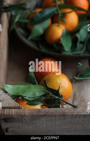 Scissors lying near tangerines Stock Photo