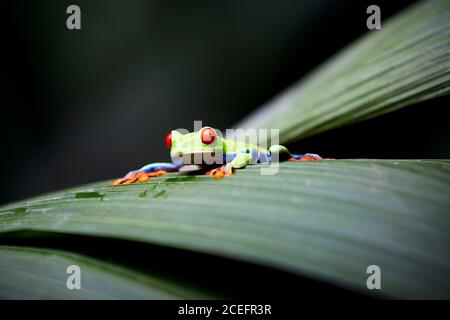Beautiful frog sitting on leaf Stock Photo
