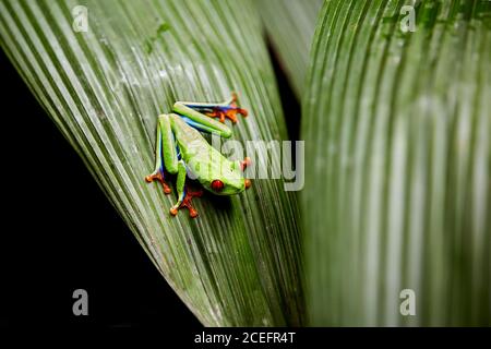 Beautiful frog sitting on leaf Stock Photo