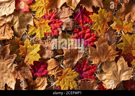 Autumn leaves with different colors background Stock Photo