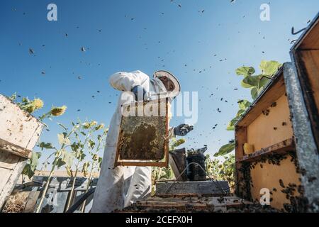 Beekeeper working collect honey Stock Photo