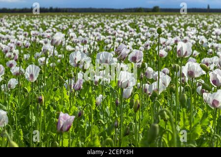 Beautiful spring vivid field of white blooming poppy.Poppies Flower Wallper.Panorama of a field of poppies against the cloudy sky.Summer rural scene.P Stock Photo
