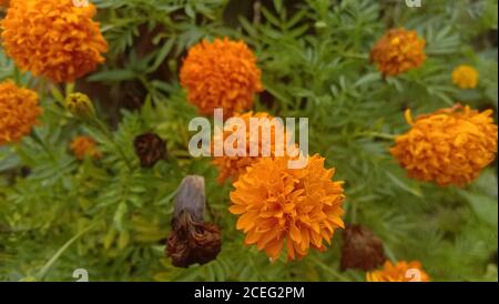 orange tagetes patula flowers or mexican flower or marigold flower family Stock Photo