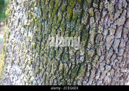 trunk part bark of a dry tree slightly moldy with moss in the wildlife forest woods Stock Photo