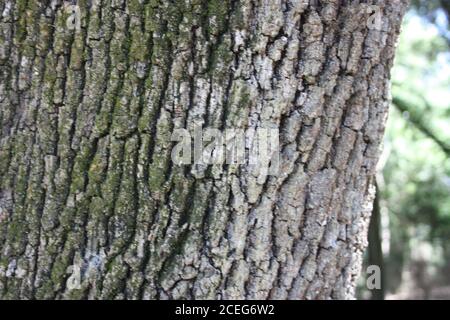 trunk part bark of a dry tree slightly moldy with moss in the wildlife forest woods Stock Photo
