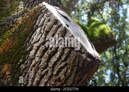 trunk part bark of a dry tree slightly moldy with moss in the wildlife forest woods Stock Photo