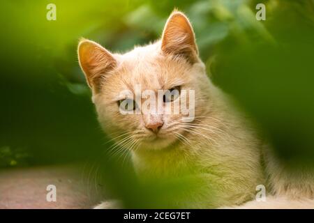 A ginger kitten sits in a garden with a very serious expression near the plants and on a simple background against the background of a fence, beautifu Stock Photo