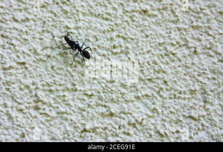 a giant black ant walks on a white cropped concrete wall on a building Stock Photo