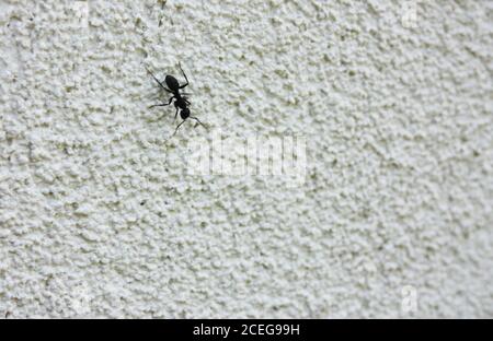 a giant black ant walks on a white cropped concrete wall on a building Stock Photo