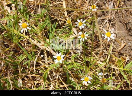 dry grassy field with a few blooming white daisies on the soil barren Stock Photo