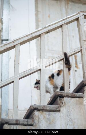 Cute calico cat stretching on old cracked white stone stairs with shabby wooden door on background Stock Photo