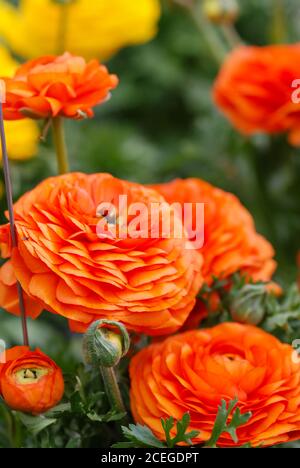 Ranunculus flora. A blossomed orange flower with detailed petals shot, potted plant Stock Photo