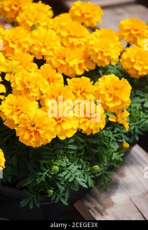 Tagetes patula French marigold in bloom, yellow flowers, green leaves, pot plant Stock Photo