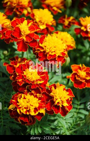 Tagetes patula French marigold in bloom, orange yellow flowers, green leaves, pot plant Stock Photo