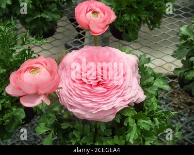 Ranunculus flora. A blossomed rose flower with detailed petals shot, potted plant Stock Photo