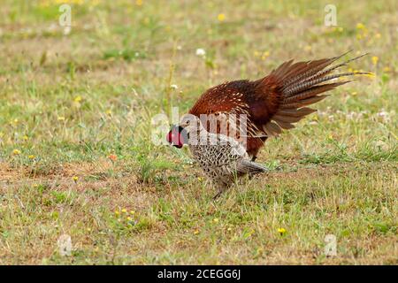 Male pheasant courting a female pheasant and displaying a fan tail of feathers while bowing. The female is ignoring the male. Stock Photo