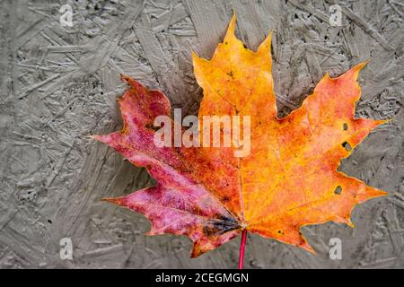 Background of colourful maple leaf in autumn. Stock Photo