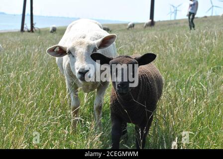White goat and a dark brown goat standing in a field Stock Photo