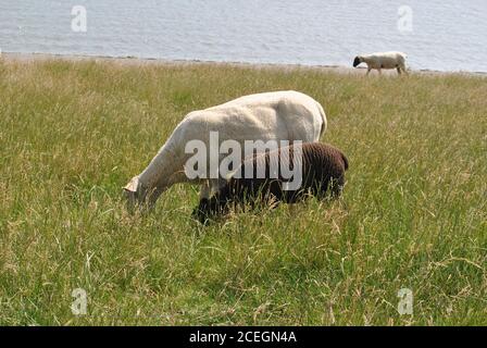 Large white goat with a dark brown small goat eating grass in a field Stock Photo