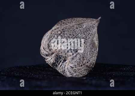 Beautiful empty filigree physalis shell Stock Photo