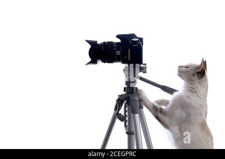 Funny beige cat is photographer with DSLR camera on tripod. Isolated on white background Stock Photo