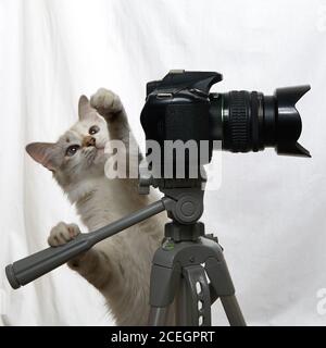 Funny beige cat is photographer with DSLR camera on tripod. Isolated on white background Stock Photo