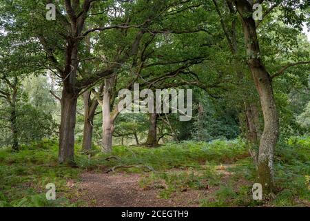 Hidden English Oak Wood in Surrey Stock Photo